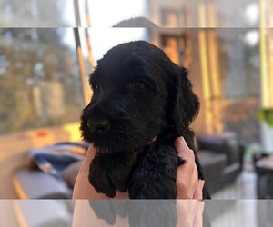 Goldendoodle-Poodle (Standard) Mix Puppy for sale in Pointe-Calumet, Quebec, Canada