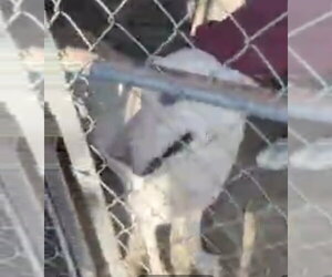 - Mix Dogs for adoption in Winston Salem, NC, USA