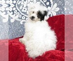Small Photo #3 Poodle (Toy) Puppy For Sale in HARTVILLE, MO, USA