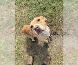 American Pit Bull Terrier-Unknown Mix Dogs for adoption in Corpus Christi, TX, USA