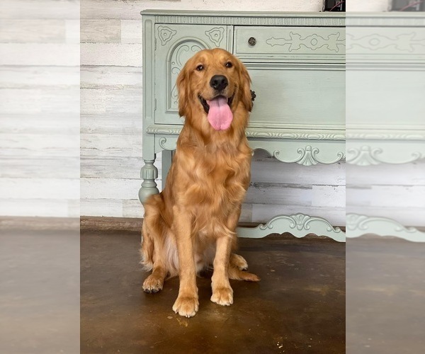 Medium Photo #1 Golden Retriever Puppy For Sale in CARTHAGE, MO, USA