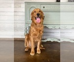 Small Photo #1 Golden Retriever Puppy For Sale in CARTHAGE, MO, USA