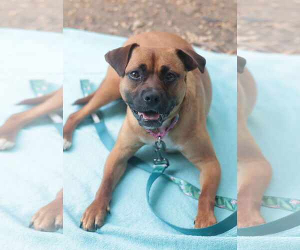 Medium Photo #1 Mutt Puppy For Sale in Philadelphia, PA, USA