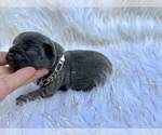 Small Photo #28 French Bulldog Puppy For Sale in HAYWARD, CA, USA