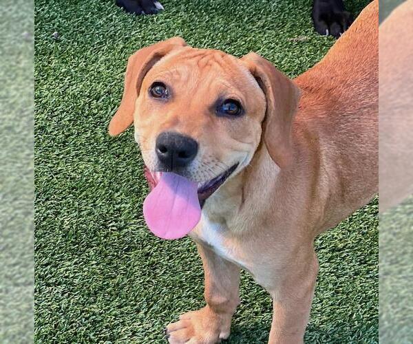 Medium Photo #1 Labrador Retriever-Unknown Mix Puppy For Sale in San Diego, CA, USA