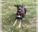 Small #6 Rat Terrier Mix