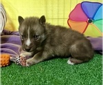 Small Photo #9 Siberian Husky Puppy For Sale in DEARBORN, MO, USA