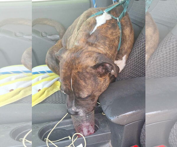 Medium Photo #6 American Pit Bull Terrier Puppy For Sale in Virginia Beach, VA, USA