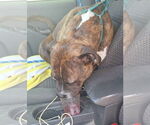Small #5 American Pit Bull Terrier