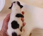 Small Photo #4 Boston Terrier Puppy For Sale in COLLINS, GA, USA