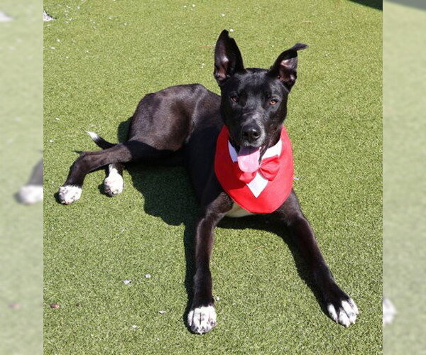 Medium Photo #19 Australian Kelpie-Unknown Mix Puppy For Sale in Rockaway, NJ, USA