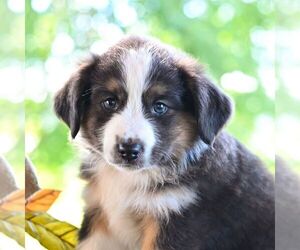 Miniature Australian Shepherd Puppy for sale in REBERSBURG, PA, USA