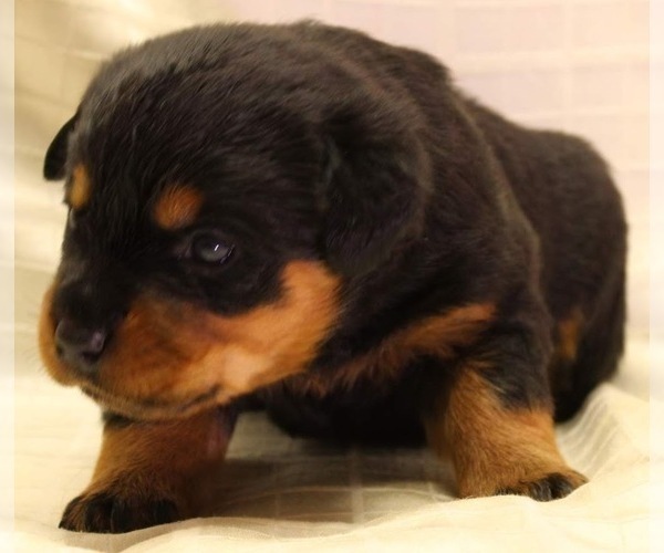Medium Photo #7 Rottweiler Puppy For Sale in ROCKFORD, IL, USA