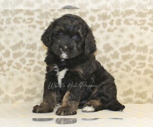 Miniature Bernedoodle Puppy for sale in DENVER, PA, USA