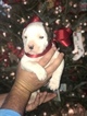 Small Photo #7 American Bulldog Puppy For Sale in BERYL, AR, USA