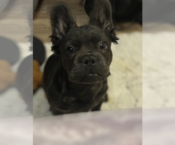 Medium Photo #1 French Bulldog Puppy For Sale in CRESTLINE, OH, USA