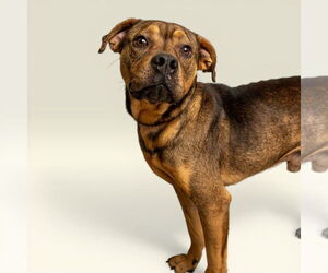 Rottweiler-Unknown Mix Dogs for adoption in Rowlett, TX, USA