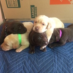 Labrador Retriever Puppy for sale in SAND SPRINGS, OK, USA