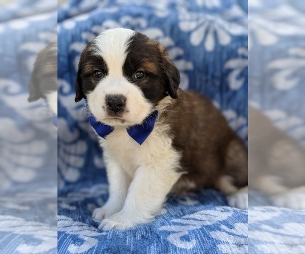 Medium Photo #1 Saint Bernard Puppy For Sale in LANCASTER, PA, USA