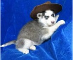 Small Photo #7 Siberian Husky Puppy For Sale in GROVESPRING, MO, USA