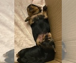 Small Photo #11 Yorkshire Terrier Puppy For Sale in FONTANA, CA, USA