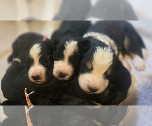 Great Bernese Litter for sale in ARLINGTON, WA, USA