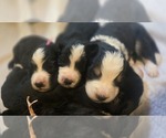 Small Great Bernese