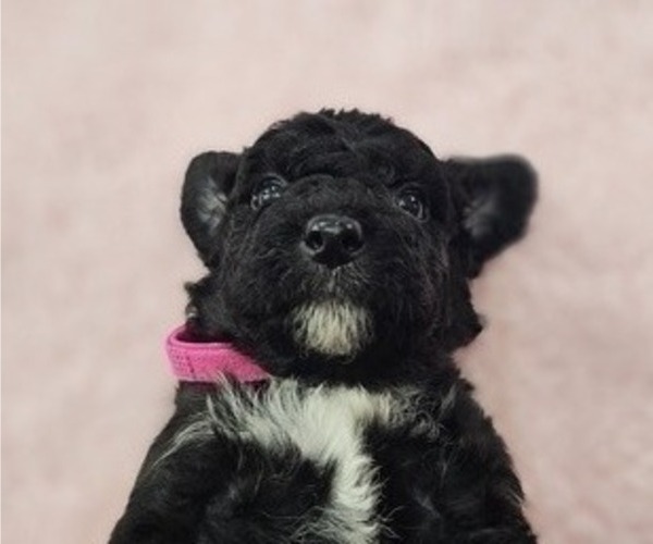 Medium Photo #3 Aussiedoodle Miniature  Puppy For Sale in DALTON, GA, USA