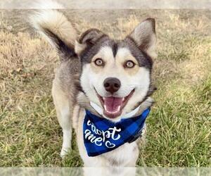 Horgi Dogs for adoption in Pueblo, CO, USA