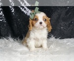 Small #1 Cavalier King Charles Spaniel