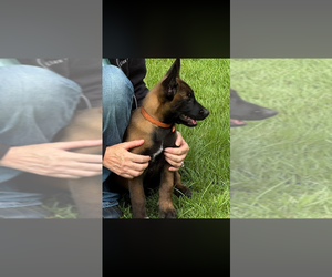 Belgian Malinois Puppy for sale in AIKEN, SC, USA