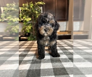 Bernedoodle (Miniature) Puppy for sale in GREENWOOD, IN, USA