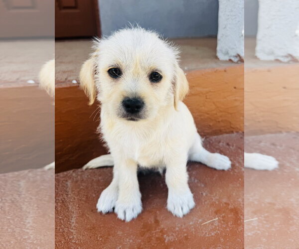 Medium Photo #3 Mutt Puppy For Sale in Marina Del Rey, CA, USA