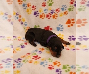 Doberman Pinscher Puppy for Sale in AKRON, Indiana USA