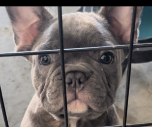 French Bulldog Puppy for sale in BAKERSFIELD, CA, USA