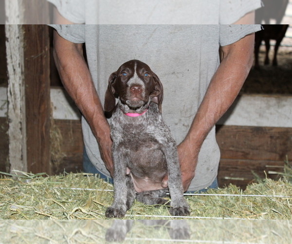 Medium Photo #2 German Shorthaired Pointer Puppy For Sale in SANGER, CA, USA
