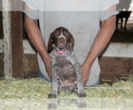 Small Photo #2 German Shorthaired Pointer Puppy For Sale in SANGER, CA, USA