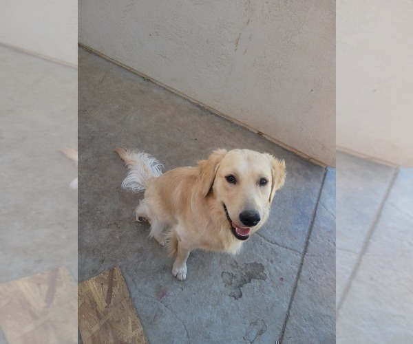 Medium Photo #1 Golden Retriever Puppy For Sale in LANCASTER, CA, USA