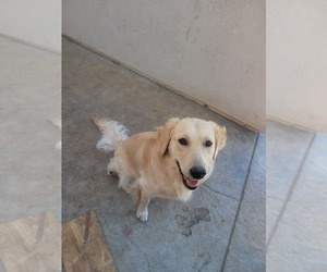 Father of the Golden Retriever puppies born on 01/24/2025