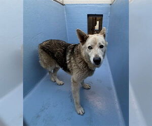 Alaskan Malamute-German Shepherd Dog Mix Dogs for adoption in Downey, CA, USA