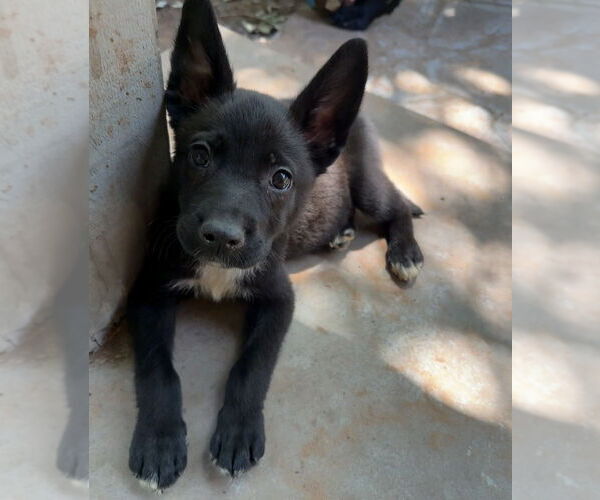 Medium Photo #6 Labrador Retriever-Unknown Mix Puppy For Sale in OKLAHOMA CITY, OK, USA