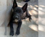 Small #5 Labrador Retriever Mix