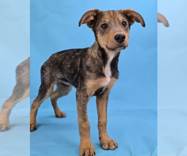 Medium Photo #6 Mutt Puppy For Sale in Lakewood, CO, USA