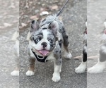 Small Photo #1 French Bulldog Puppy For Sale in MARTINEZ, CA, USA