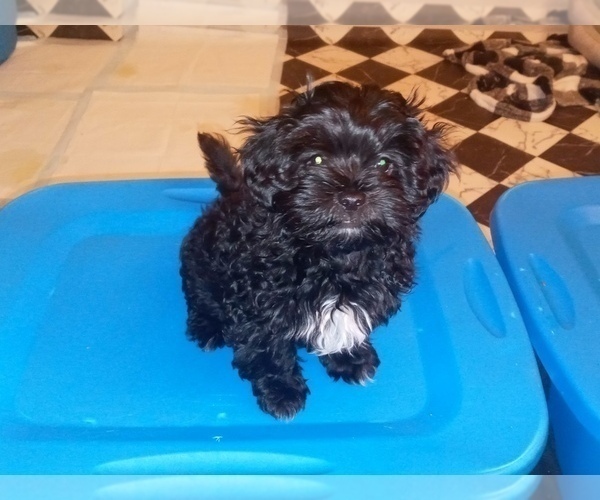 Medium Photo #8 Havamalt-Shih-Poo Mix Puppy For Sale in MIDDLE RIVER, MD, USA