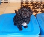 Small Photo #8 Havamalt-Shih-Poo Mix Puppy For Sale in MIDDLE RIVER, MD, USA