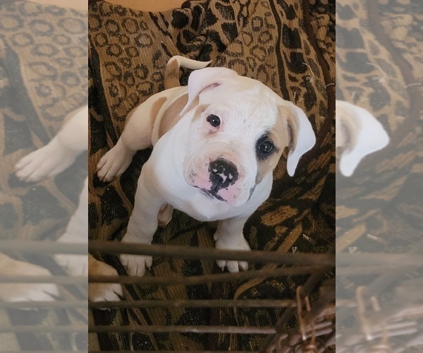 Medium Photo #1 American Bulldog-English Bulldog Mix Puppy For Sale in DAPHNE, AL, USA