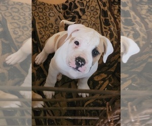 Medium American Bulldog-English Bulldog Mix