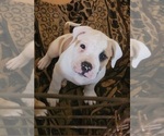 Puppy Cow American Bulldog-English Bulldog Mix