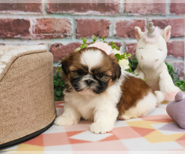 Medium Photo #5 Shih Tzu Puppy For Sale in SYRACUSE, IN, USA